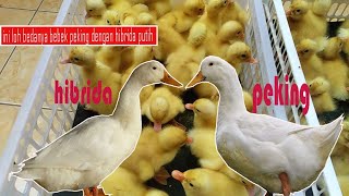 perbedaan bebek peking dan hibrida putih