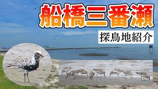 【探鳥地紹介】シギを見るならここ！ふなばし三番瀬海浜公園のご紹介