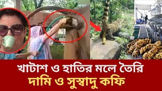 খাটাশ বিড়াল ও হাতির মল থেকে যেভাবে তৈরি হয় বিশ্বের দামি কফি|| kopi Luwak ||Coffee |Pushtikor Songbad