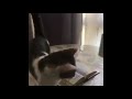 سبحان الله قط يرفض أن يطأ على القران. cat refuses to stamp on quran