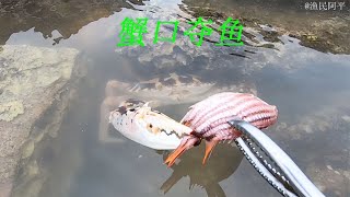 退潮后螃蟹都开始出来捕猎了，连海鳗龙都在追着小鱼跑 #fishing #fish #catch