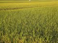 伊佐米、田園風景＠鹿児島県伊佐市大口