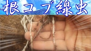 早くも!!要!!根コブ線虫対策!!本日も頑張りましょう!!／きゅうり農家／きゅうり栽培／愉快なshata農園