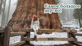 Отправились в путешествие | Самое большое дерево в мире!