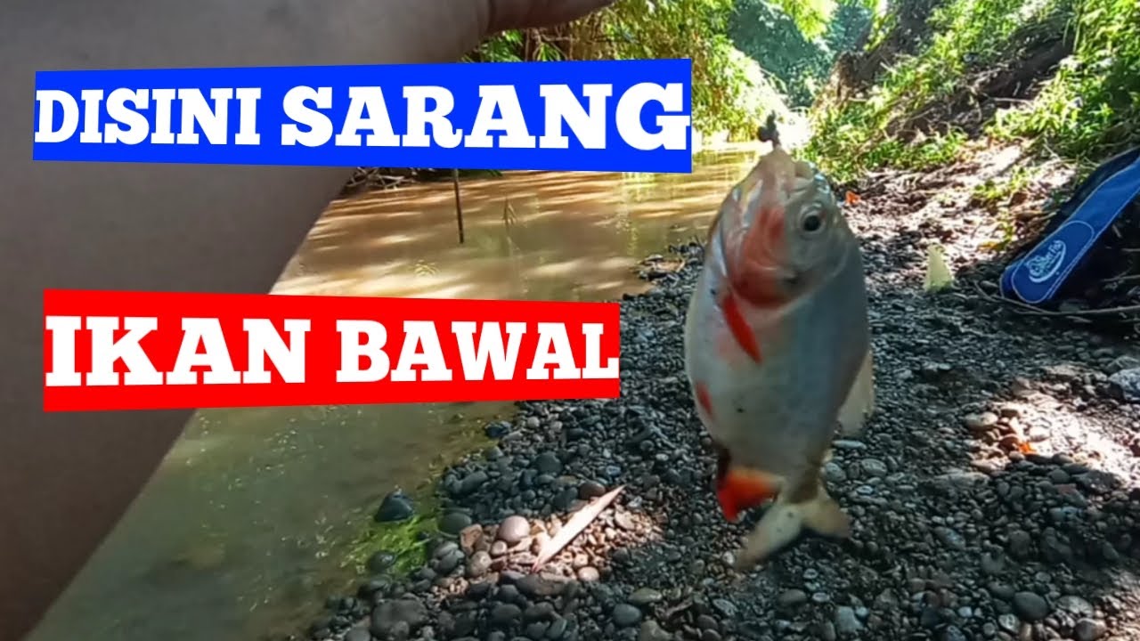 MANCING IKAN BAWAL DI SUNGAI - YouTube