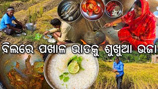 ବିଲରେ ପଖାଳ ଭାତକୁ ଶୁଖୁଆ ଭଜା 😋 l Pakhala \u0026 Sukhua Bhaja l Gouranga Nayak Odia Vlogs