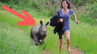 Baby Rhino Is Left Hungry And Alone Until The Most Unlikely Hero Steps In