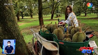 ปีน ตัด รับทุเรียน และชิมทุเรียนพันธุ์โบราณหายาก | แบบนี้บิวทำได้