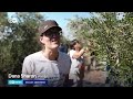 why israelis are helping west bank palestinians harvest olives dw news