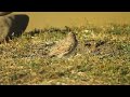 crested lark galerida cristata ქოჩორა ტოროლა