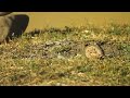 crested lark galerida cristata ქოჩორა ტოროლა