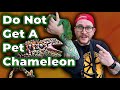 DO NOT GET A CHAMELEON! Get One Of These Instead!