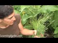 vervain herb verbena officinalis how to harvest