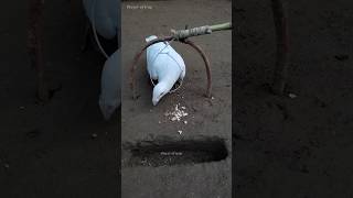 Pigeon trap | bird trap | Make pura trap #shorts #youtubeshorts #ytshorts