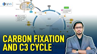 Carbon fixation and C3 Cycle | Target CSIR NET Life Science June 2024 | IFAS