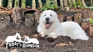 早朝から深夜まで...穴掘りマイスタールンルンは忙しい　Great Pyrenees　グレートピレニーズ