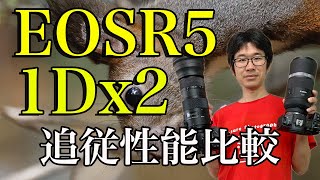 【Canon】EOSR5と1Dx2の追従比較！使った感想は？！【600mm】【写真家】【動物写真】