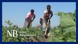 দিনাজপুরের আগাম আলু, শিগগির আসছে বাজারে | Dinajpur Potato