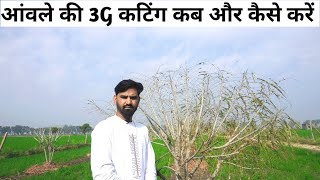 आंवले की 3G कटिंग कब क्यू और कैसे करे|| आँवले की खेती॥amla farming kaise start karen || amla tree