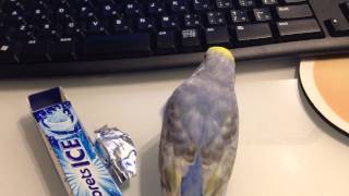 ガムの紙で遊ぶインコ