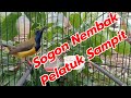 SOGON GACOR NEMBAK PELATUK SAMPIT #sogonisianpelatuksampit #pelatuksampit