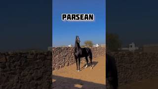 #shorts Marwari horse stallion Parsean punjab #marwarihorse #viral #horse #trending #yt #animals