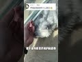 养缅因猫什么感觉？ 缅因猫 养猫人 铲屎官的乐趣