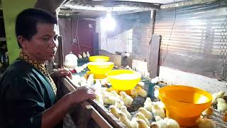 Inilah perbedaan dan perbandingan ayam broiler dengan ayam pejantan.