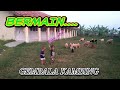 BERMAIN GEMBALA KAMBING (Asyiknya sampai terjatuh)