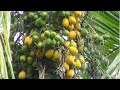 buah pinang hibrida | pinang betara proses  #kebunpinang #perkebunan