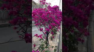 Beautiful Bougainvillea (বাগান বিলাস)