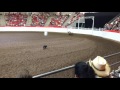 herding sheep at calgary stampede 2017