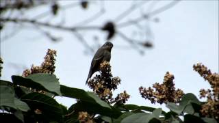 アカメガシワに集まる野鳥（5）オオルリ（♀）－六甲山－2014 10 04