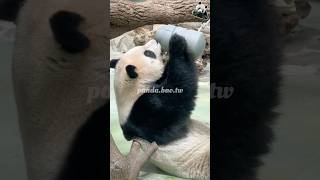 250206這圓圓的仔手裡像拿著奶瓶🍼 #貓熊 #熊貓 #panda #cute #giantpanda #팬더 #大熊貓 #bao #귀여운 #パンダ #animals #pretty #圓仔