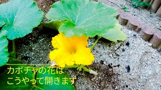 かぼちゃの花