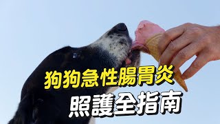 【專家這樣說】狗狗急性腸胃炎照護全指南│愛寶寵新知 AIPAWs X 保健知識家