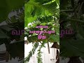 எங்க தோட்டத்து வாழை மரமும் கீரையும் garden nature gardening