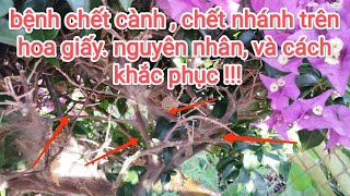 Vì sao hoa giấy bị chết cành bỏ nhánh ???, Cách chữa trị hiệu quả nhất !