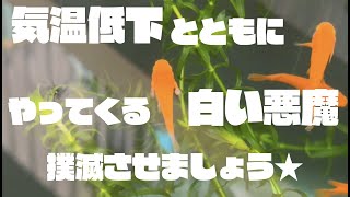 気温が下がるとなりやすい！？水カビ病の治療について　早期発見で越冬中でも治療完了！