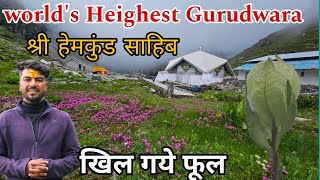 श्री हेमकुंड साहिब में खिले बह्रकमल || Shri Hemkund Sahib Yatra 2024 || Uttarakhand wala explorer