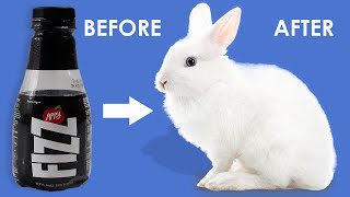 Awesome Craft Ideas | Rabbit Making at Home | Rabbit Making with Appy Bottle