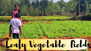 ఆకుకూర తోటలు చూద్దాం రండి  #leafyvegetables #gardening  #madgardener