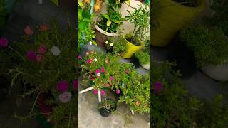 garden में रंग बिरंगे फूल खिले 😍# beautiful flowers overview) #gardening #moss rose #shortfeed