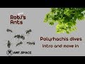 Polyrhachis dives (weaver ants) | New Colony Introduction And Move In