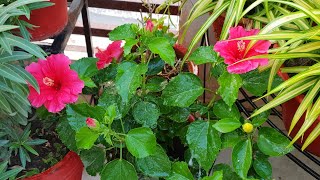 How to Remove Mealy Bugs from Hibiscus Plant || Fun Gardening