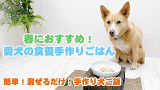 【簡単手作り犬ご飯】春におすすめ！愛犬の食養手作りごはん【帝塚山ハウンドカム】