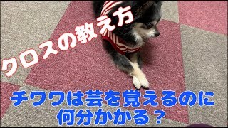 新しい技クロスを覚えレベル2になったチワワw練習シーン有☆何分で覚えれたかな！？