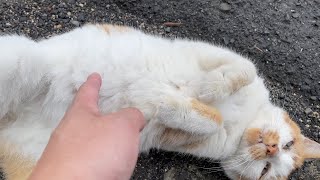 甘えてくる野良猫が可愛すぎた