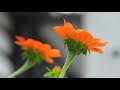 ทานตะวันเม็กซิโก ดอกไม้เรียกแมลง mexican sunflower ทานตะวันเม็กซิโก mexicansunflower