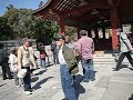 鶴岡八幡宮　御神木の大銀杏、倒壊の翌日part1